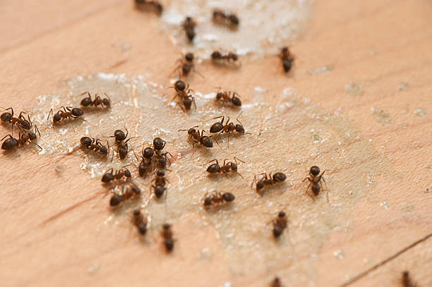 Best Emergency Pest Control  in North Chicago, IL
