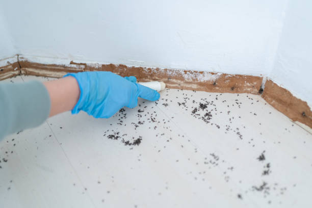 Best Flea Control Services  in North Chicago, IL